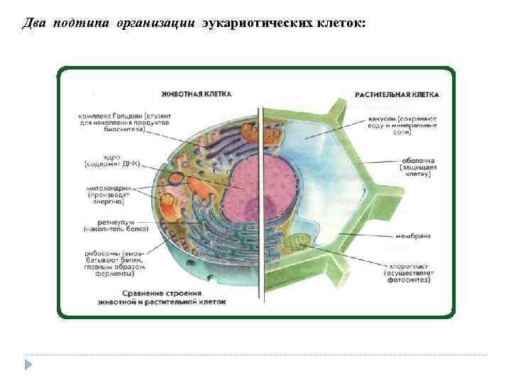 Клеточное ядро таблица