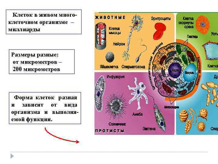  Клеток в живом много клеточном организме – миллиарды Размеры разные: от микрометров –