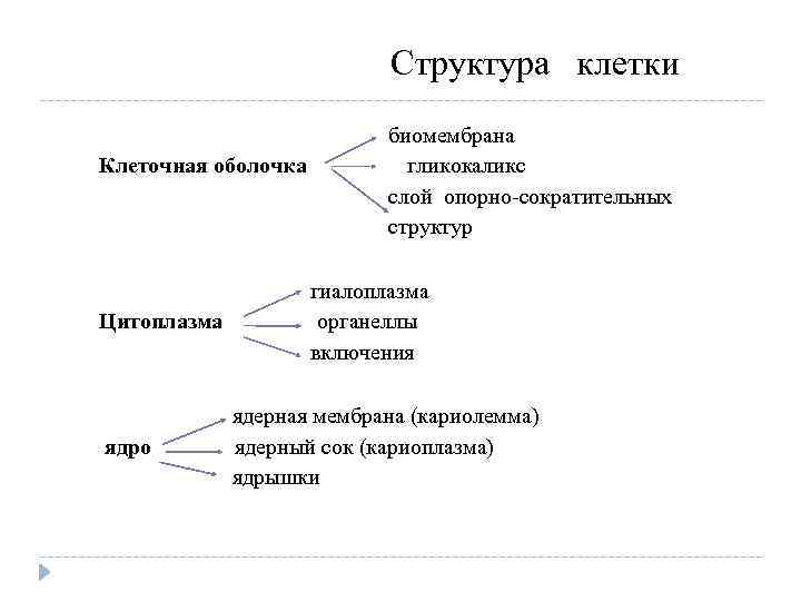  Структура клетки биомембрана Клеточная оболочка гликокаликс слой опорно сократительных структур гиалоплазма Цитоплазма органеллы