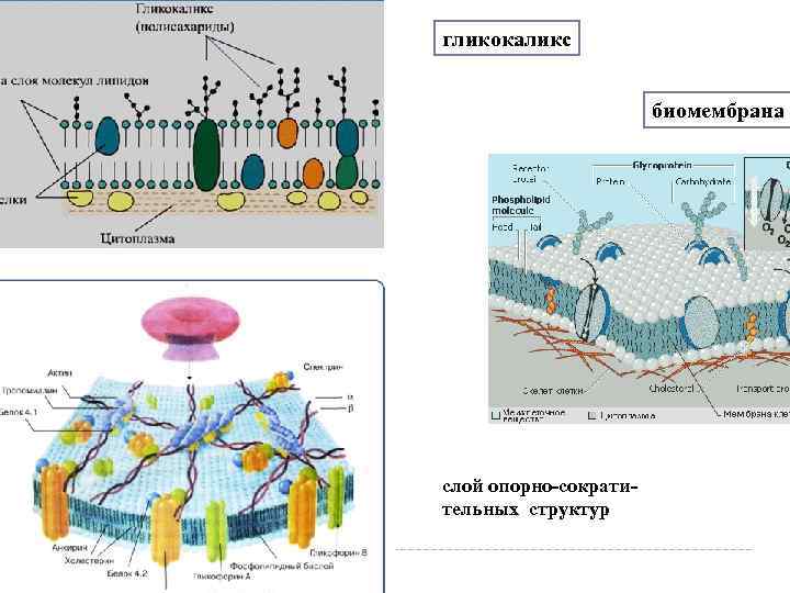 Гликокаликс животной клетки функции
