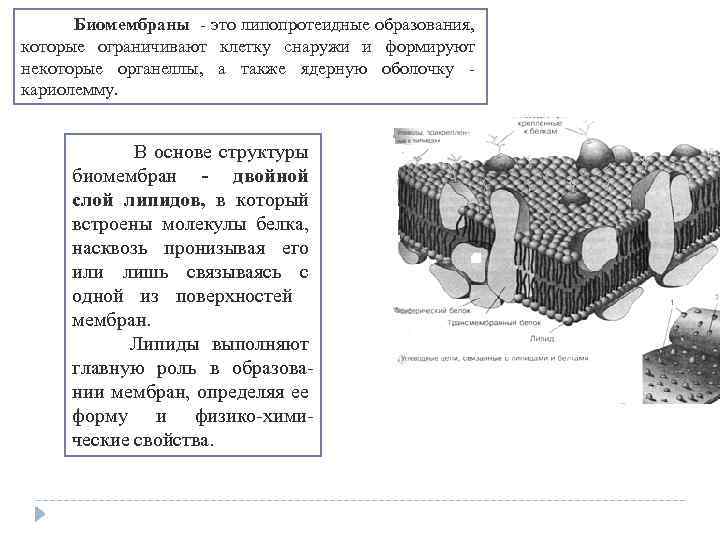  Биомембраны это липопротеидные образования, которые ограничивают клетку снаружи и формируют некоторые органеллы, а