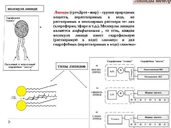 Благодаря какому свойству липиды составляют основу