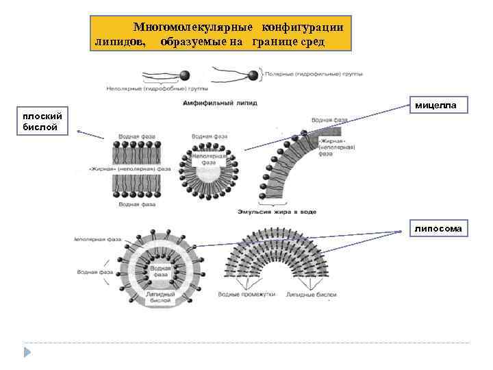 Многомолекулярные конфигурации липидов, образуемые на границе сред мицелла плоский бислой липосома 
