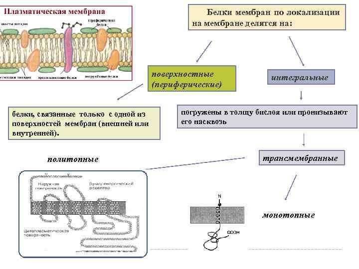  Белки мембран по локализации на мембране делятся на: поверхностные (периферические) белки, связанные только