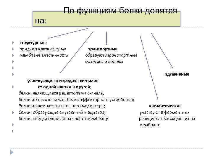 По функциям белки делятся на: структурные; придают клетке форму транспортные мембране эластичность образуют транспортные