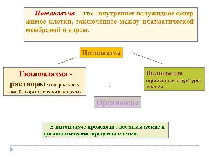 Цитоплазма - это внутреннее полужидкое содер жимое клетки, заключенное между плазматической мембраной и ядром.