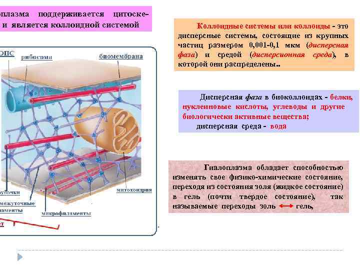 оплазма поддерживается цитоске и является коллоидной системой Коллоидные системы или коллоиды это дисперсные системы,