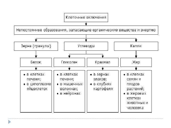 Включения клетки