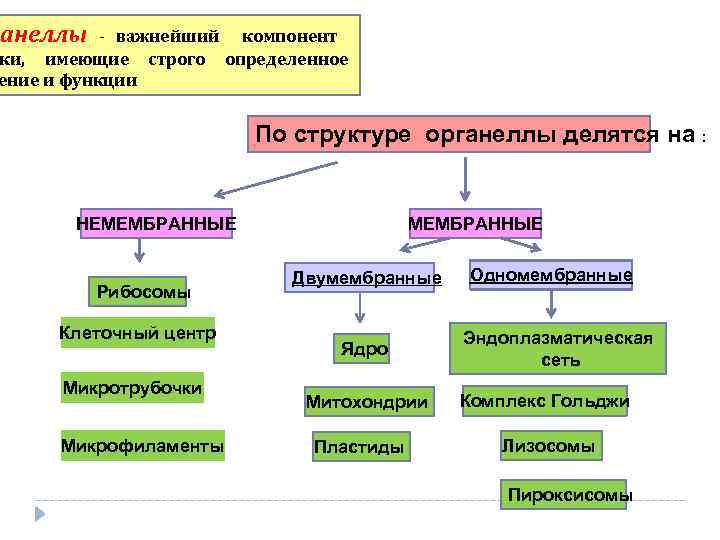 ганеллы - важнейший компонент ки, имеющие строго определенное ение и функции По структуре органеллы