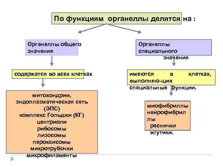 По функциям органеллы делятся на : Органеллы общего значения содержатся во всех клетках митохондрии,