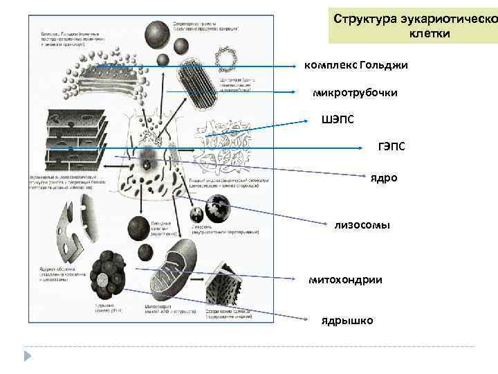 Строение эукариотической клетки таблица. Строение животной клетки микротрубочки. Микротрубочки эукариотической клетки. Микротрубочки в клетке эукариот. Микротрубочки функции в эукариотической клетке.