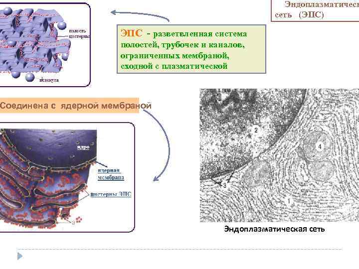 Эндоплазматическ сеть (ЭПС) ЭПС разветвленная система полостей, трубочек и каналов, ограниченных мембраной, сходной с