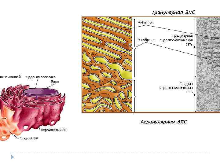 Гранулярная ЭПС Агранулярная ЭПС 