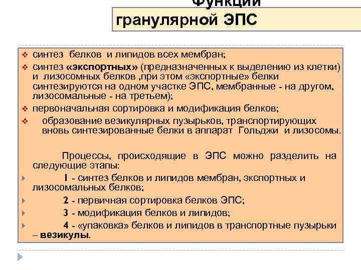 Эпс участвует в синтезе белков