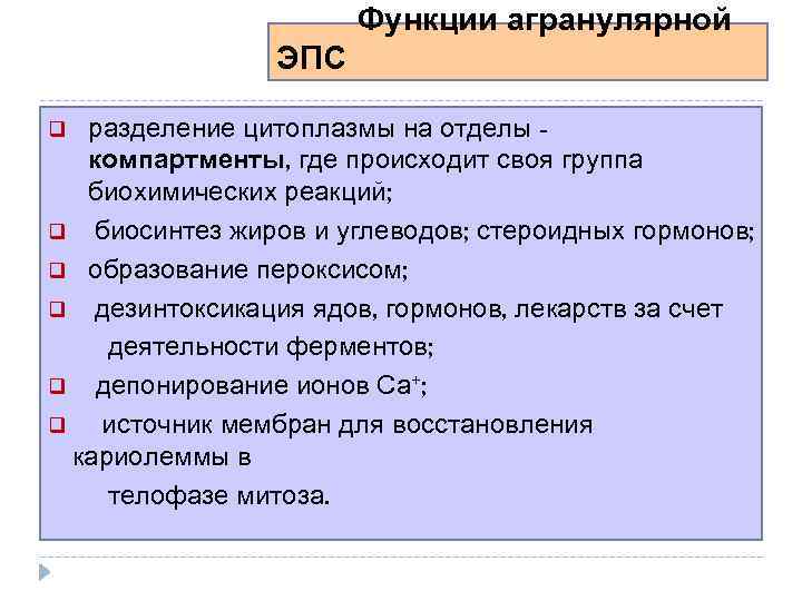 Функции агранулярной ЭПС разделение цитоплазмы на отделы компартменты, где происходит своя группа биохими еских