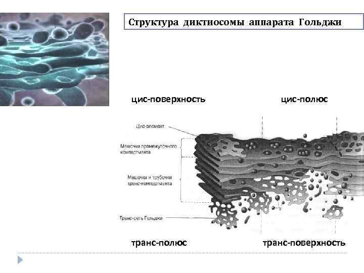 Структура диктиосомы аппарата Гольджи цис-поверхность транс-полюс цис-полюс транс-поверхность 