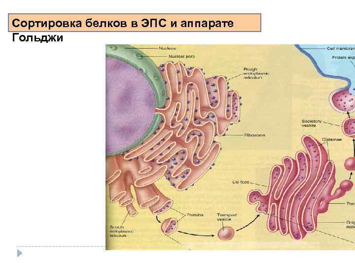 Сортировка белков в ЭПС и аппарате Гольджи 