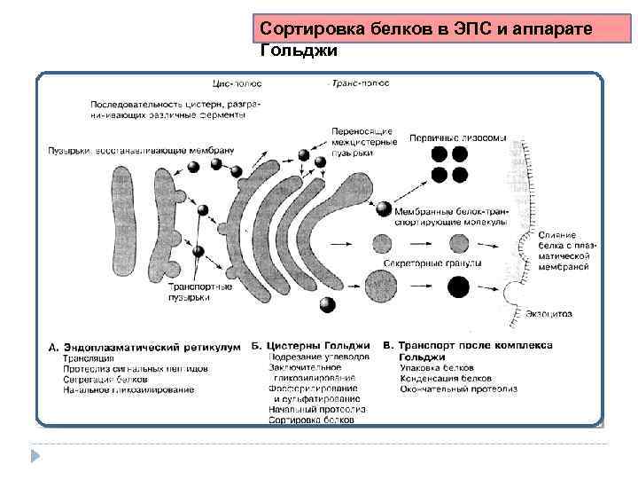 Сортировка белков в ЭПС и аппарате Гольджи 