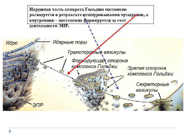 Наружная часть аппарата Гольджи постоянно расходуется в результате отшнуровывания пузырьков, а внутренняя – постепенно