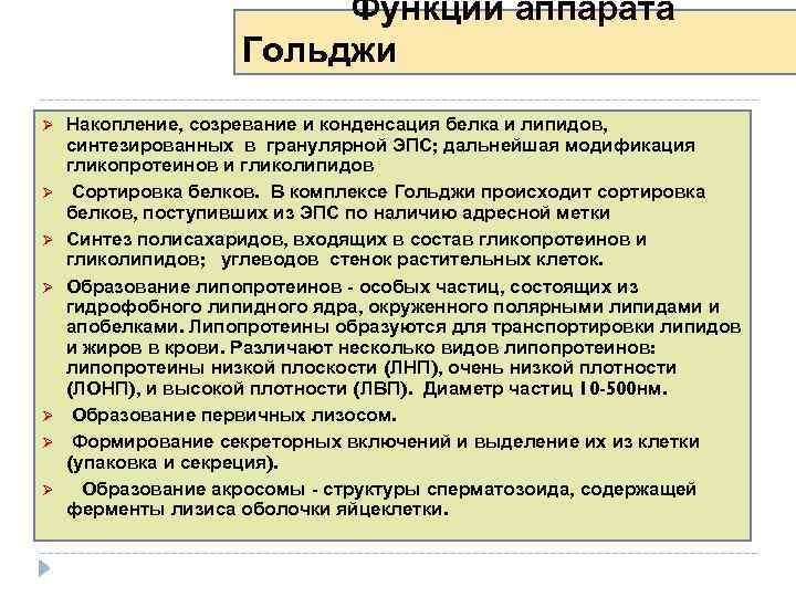 Функции аппарата Гольджи Ø Ø Ø Ø Накопление, созревание и конденсация белка и липидов,