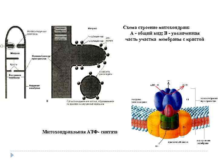 Схема строение митохондрии: А общий вид; В увеличенная часть участка мембраны с кристой Митохондриальная