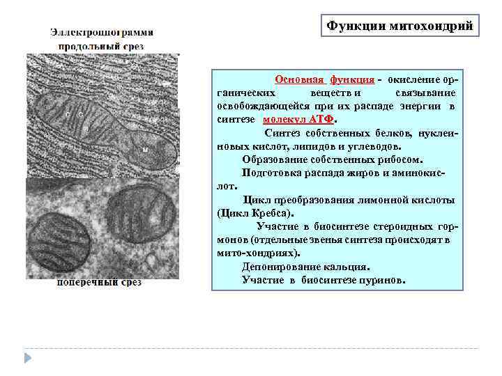 Функции митохондрий Основная функция окисление ор ганических веществ и связывание освобождающейся при их распаде