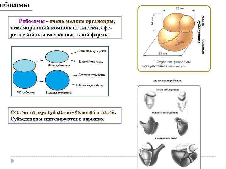 ибосомы Рибосомы очень мелкие органоиды, немембранный компонент клетки, сфе рической или слегка овальной формы