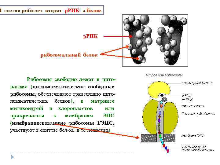 В состав рибосом входят р. РНК и белок р. РНК рибосомальный белок Рибосомы свободно