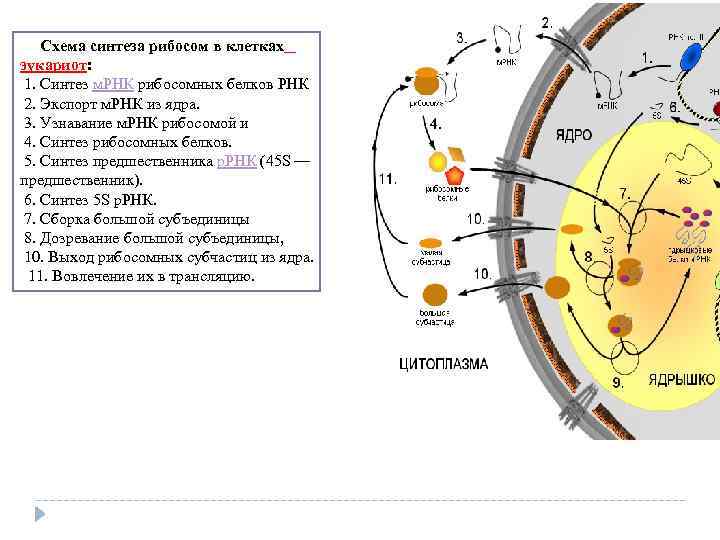  Схема синтеза рибосом в клетках эукариот: 1. Синтез м. РНК рибосомных белков РНК