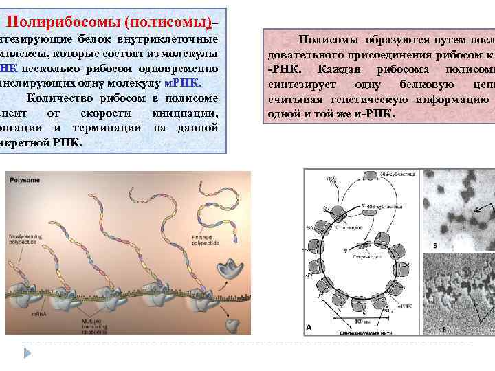  Полирибосомы (полисомы)– нтезирующие белок внутриклеточные мплексы, которые состоят из молекулы НК несколько рибосом