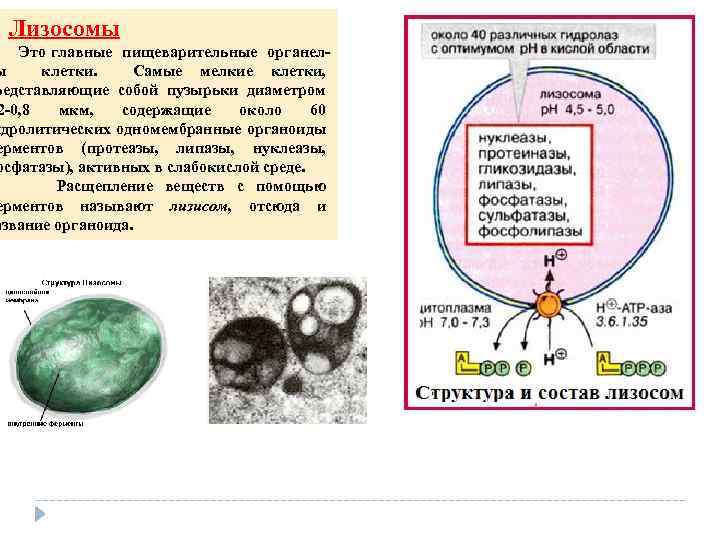  Лизосомы Это главные пищеварительные органел ы клетки. Самые мелкие клетки, редставляющие собой пузырьки