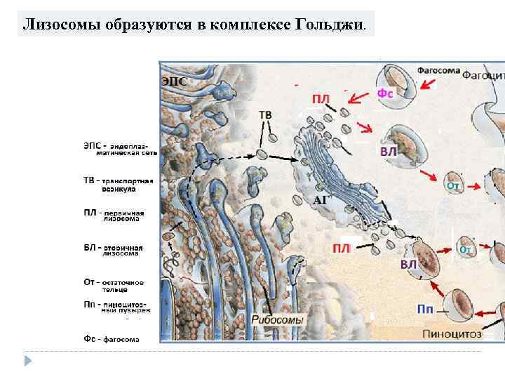 Лизосомы образуются в комплексе Гольджи. 