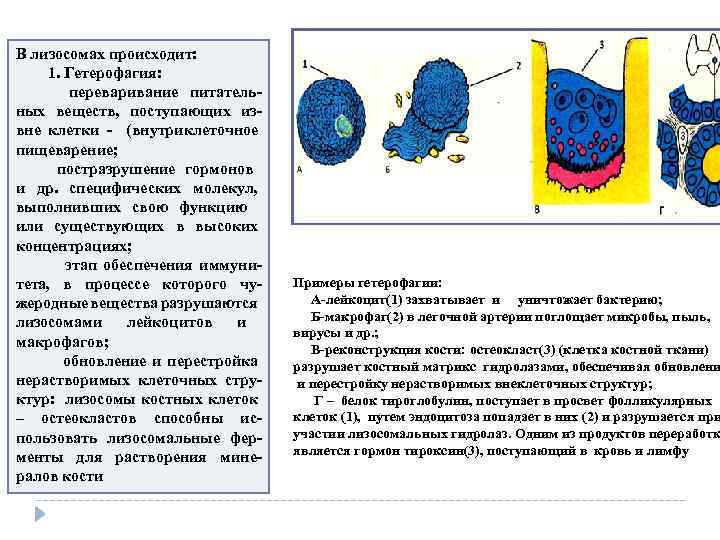 В лизосомах происходит: 1. Гетерофагия: переваривание питатель ных веществ, поступающих из вне клетки (внутриклеточное