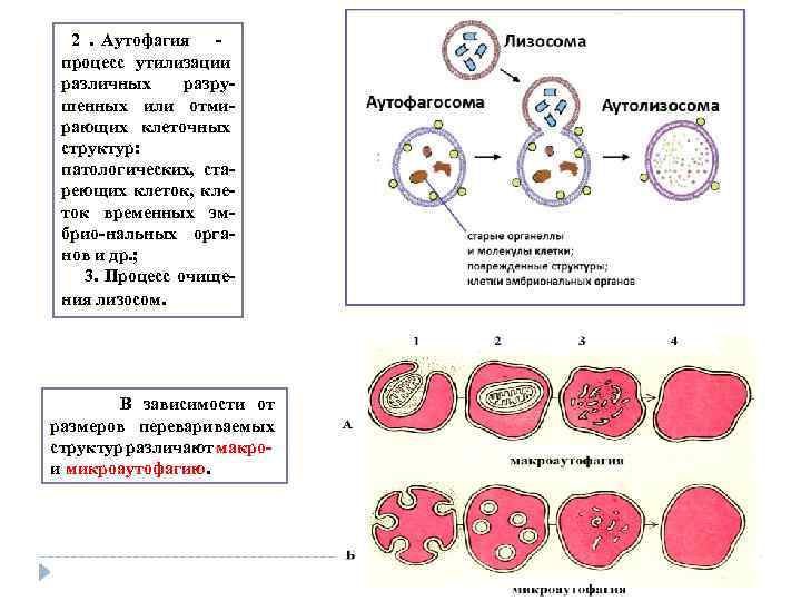 2 . Аутофагия процесс утилизации различных разру шенных или отми рающих клеточных структур: патологических,