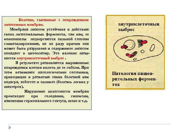  Болезни, связанные с повреждением лизосомных мембран. Мембрана лизосом устойчива к действию своих лизосомальных