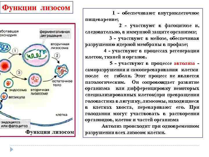 Функции лизосом 1 обеспечивают внутриклеточное пищеварение; 2 участвуют в фагоцитозе и, следовательно, в иммунной