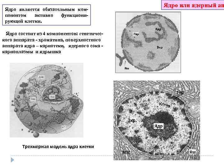 Ядро является обязательным ком понентом активно функциони рующей клетки. Ядро состоит из 4 компонентов: