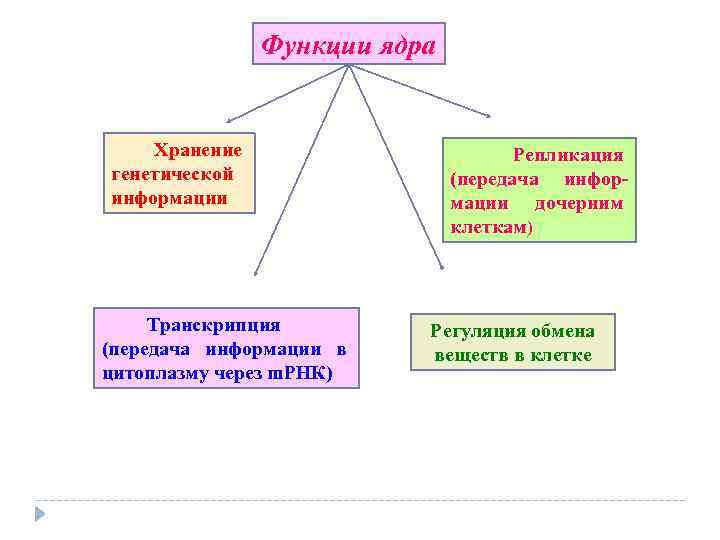 Функции ядра Хранение генетической информации Транскрипция (передача информации в цитоплазму через m. РНК) Репликация