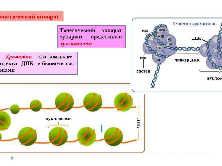 Роль генетического аппарата клетки. Организация наследственного аппарата в эукариотических клетках. Генетический аппарат эукариотических клеток. Генетический аппарат эукариот представлен. Наследственный аппарат эукариотической клетки.
