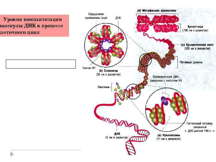  Уровни компактизации молекулы ДНК в процессе клеточного цикл 