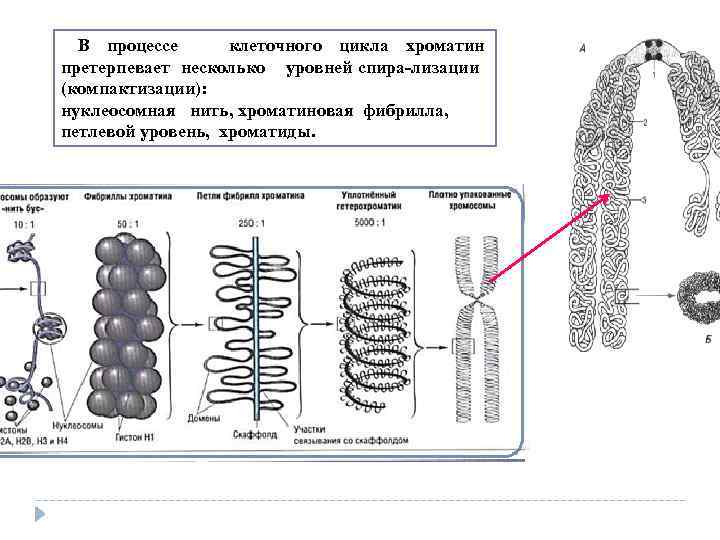  В процессе клеточного цикла хроматин претерпевает несколько уровней спира лизации (компактизации): нуклеосомная нить,