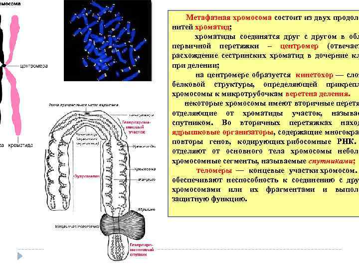 Расхождение сестринских хроматид