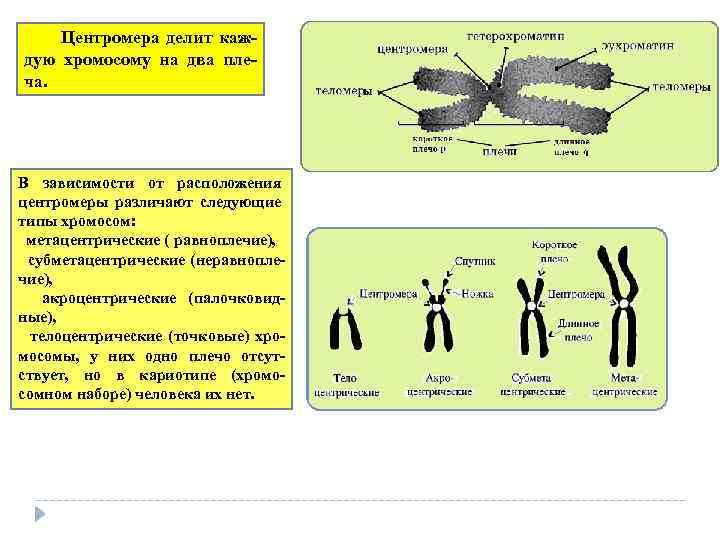 Хромосомы располагаются в. Строение хромосомы центромера. Строение центромеры. Центромеры строение и функции. Функция центромеры в хромосоме.