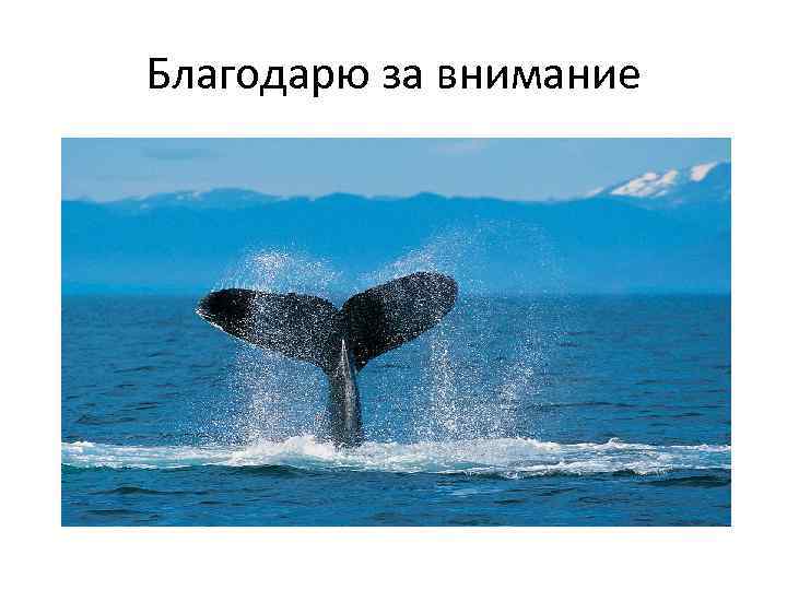 Благодарю за внимание 