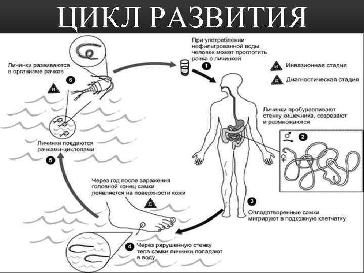 Ришта жизненный цикл схема