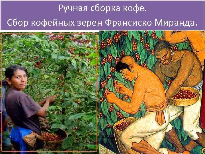 Ручная сборка кофе. Сбор кофейных зерен Франсиско Миранда. 