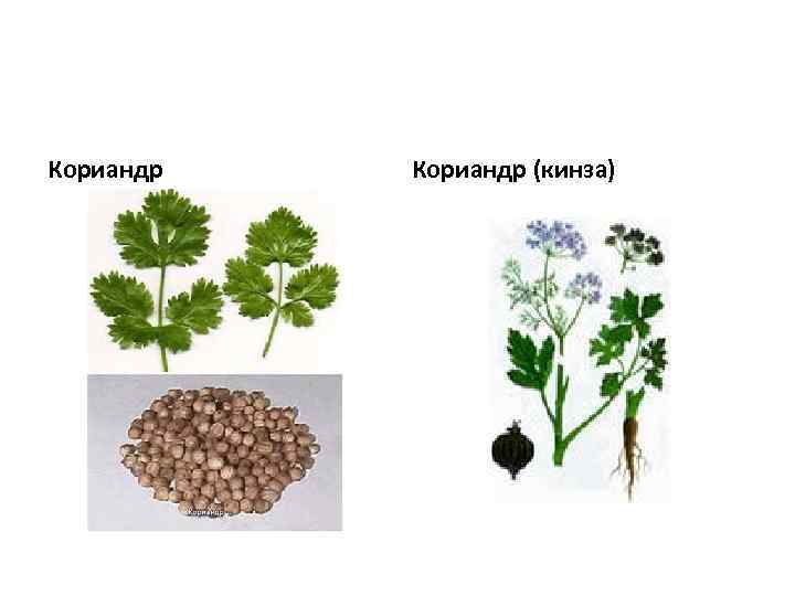 Кориандр (кинза) 