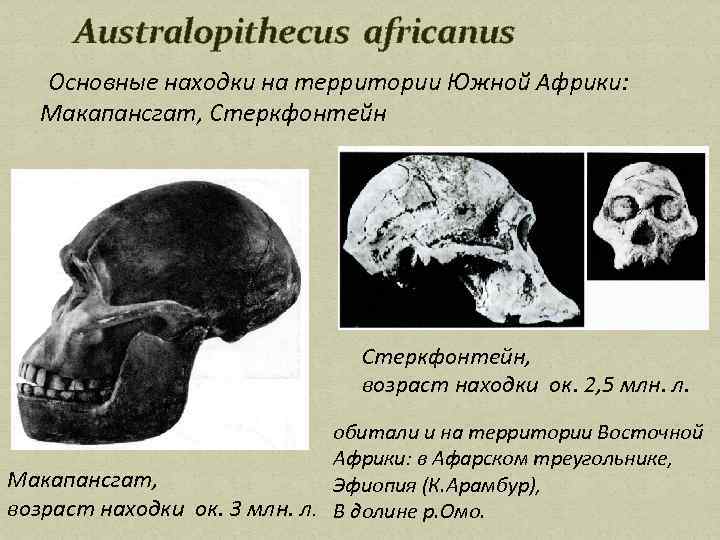 Australopithecus africanus Основные находки на территории Южной Африки: Макапансгат, Стеркфонтейн, возраст находки ок. 2,