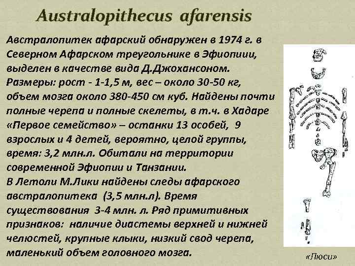 Australopithecus afarensis Австралопитек афарский обнаружен в 1974 г. в Северном Афарском треугольнике в Эфиопиии,