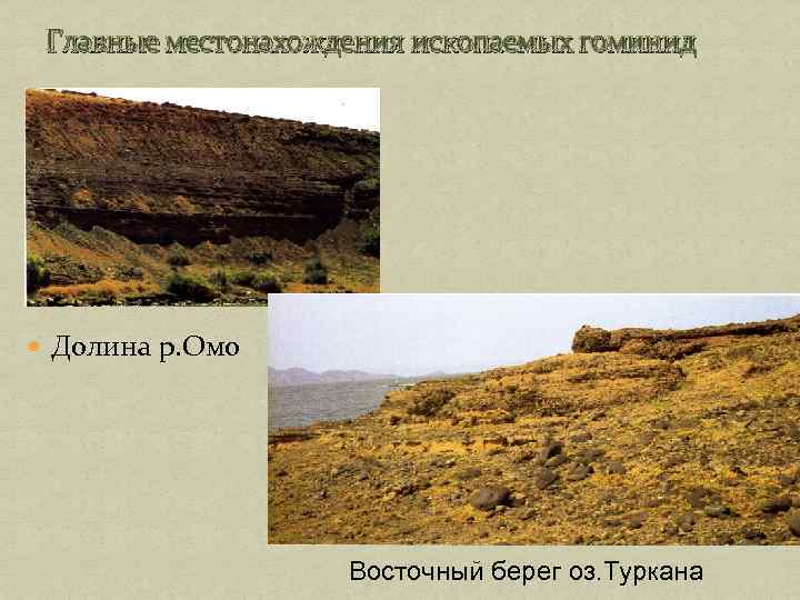 Главные местонахождения ископаемых гоминид Долина р. Омо Восточный берег оз. Туркана 